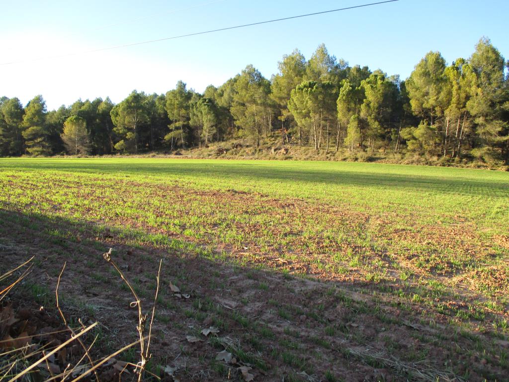 icon-Campo Primaveral.jpg